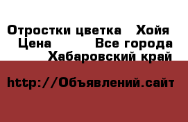 Отростки цветка  “Хойя“ › Цена ­ 300 - Все города  »    . Хабаровский край